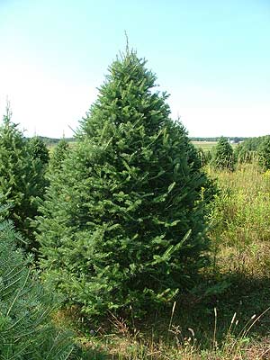 Pruned Mildbrand Christmas Tree
