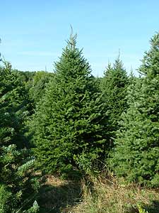 Click Here for to see sample of our trees.