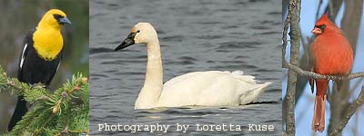 Photo collage by Loretta Kuse - Yellow-headed Blackbird, Tundra Swan, Cardinal, 